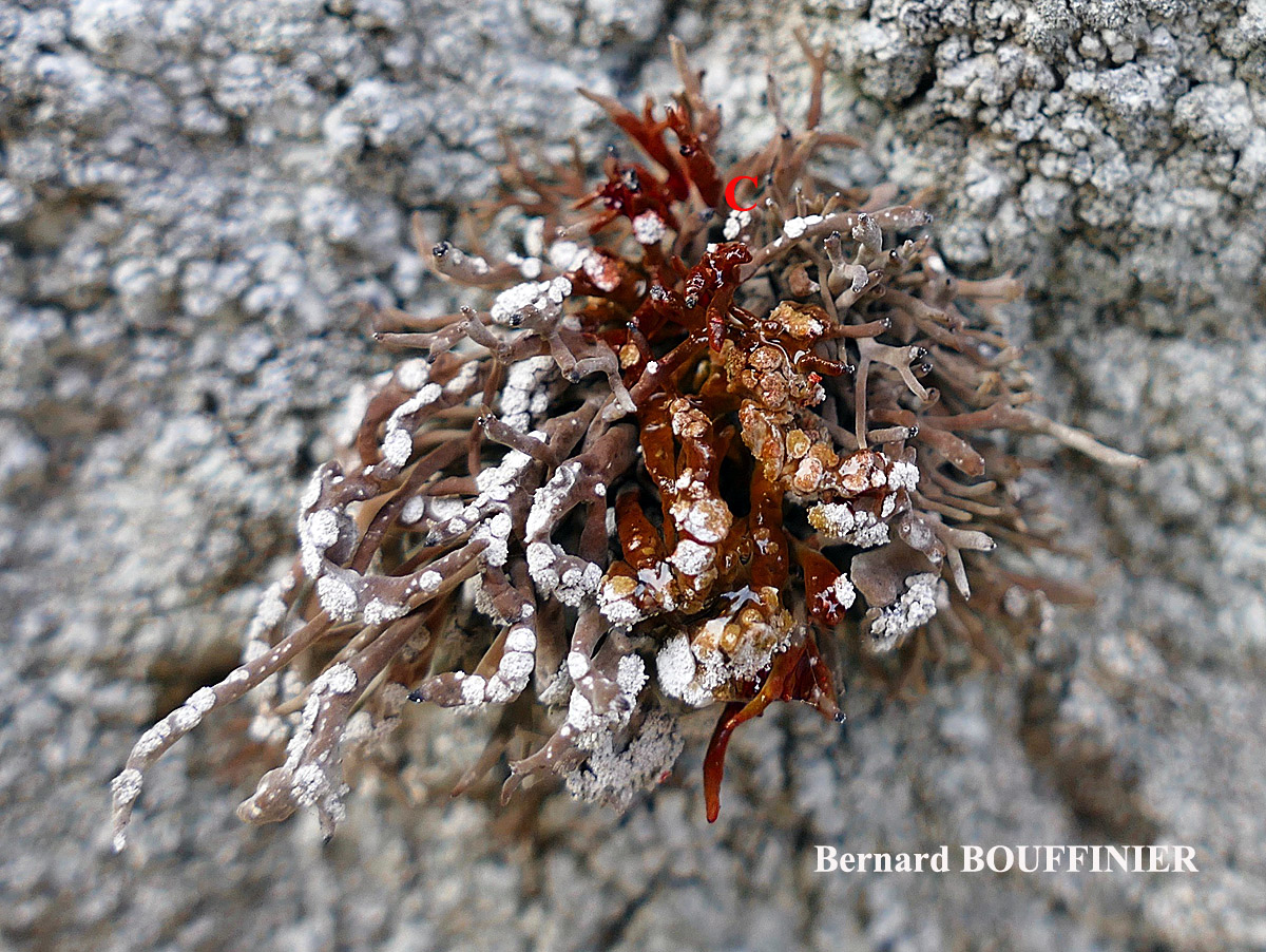 Roccella tinctoria Taxon Méditerranée-Corse forme sorédiée 
= Roccella vicentina (Vain.) Vain.